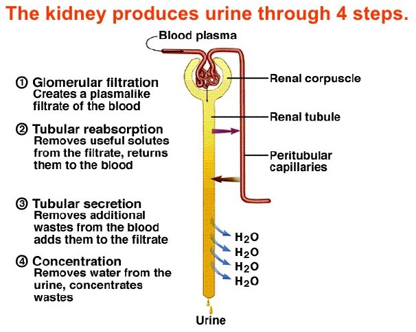 urinary-18-728